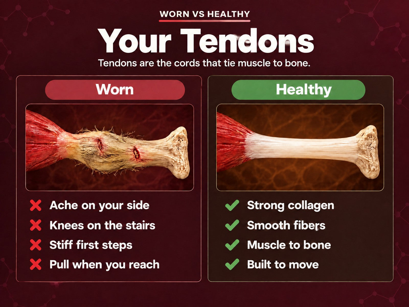 Worn tendon compared with a healthy tendon