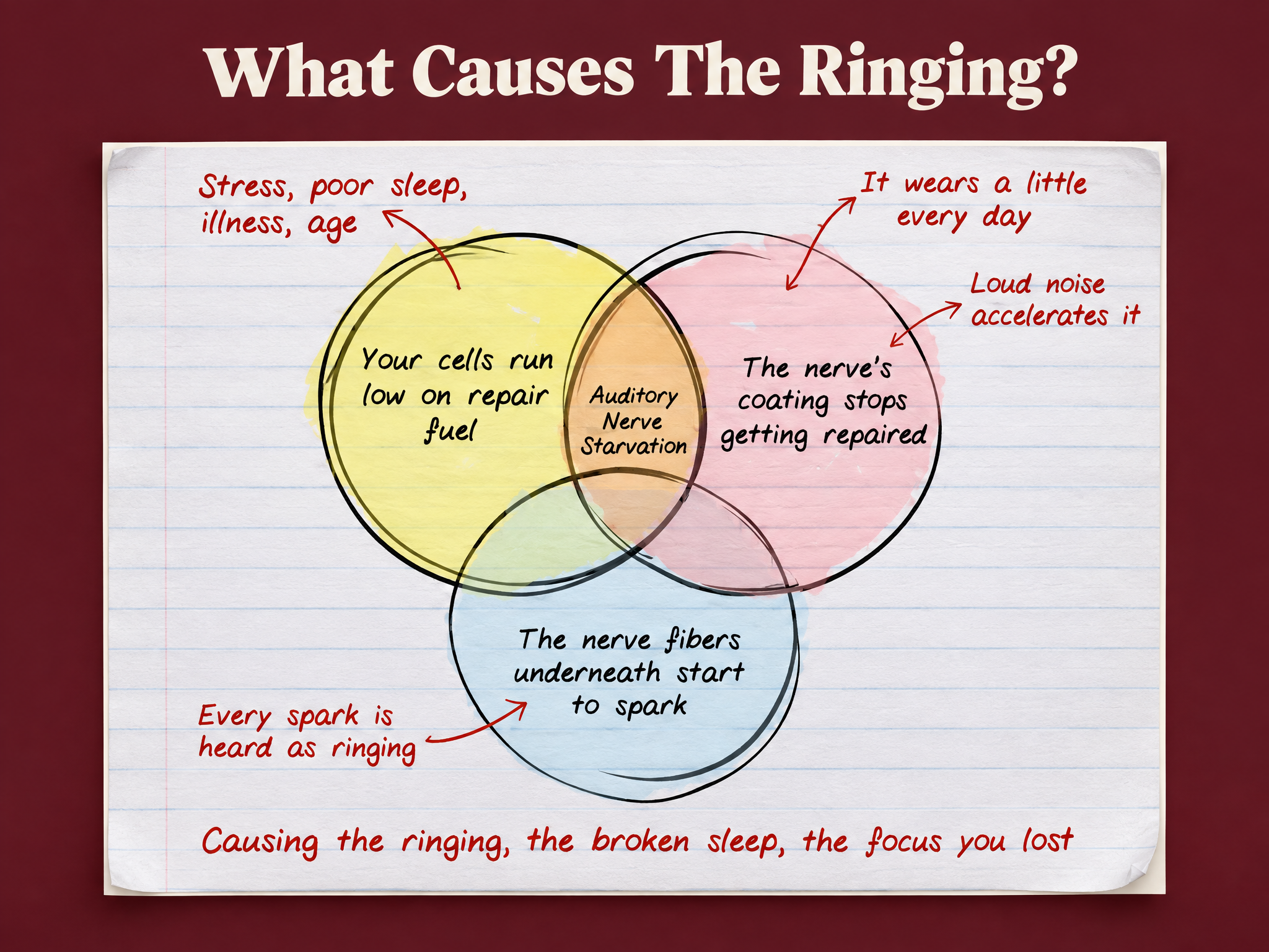 What causes the ringing? Auditory Nerve Starvation: cells run low on repair fuel, the nerve's coating stops getting repaired, the nerve fibers underneath start to spark